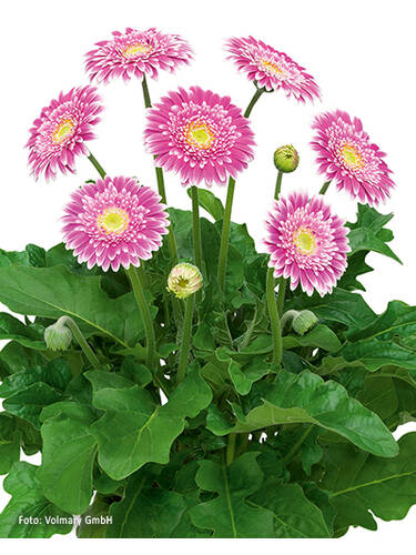Hauptbild des Artikels "Gerbera Garvinea Sweet Fiesta" aus der Kategorie "Blumen Jungpflanzen"