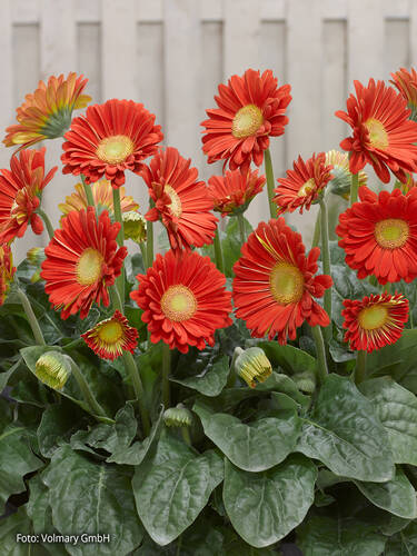 Hauptbild des Artikels "Gerbera Garvinea Sweet Glow" (Bildbeschreibung ist in Arbeit)