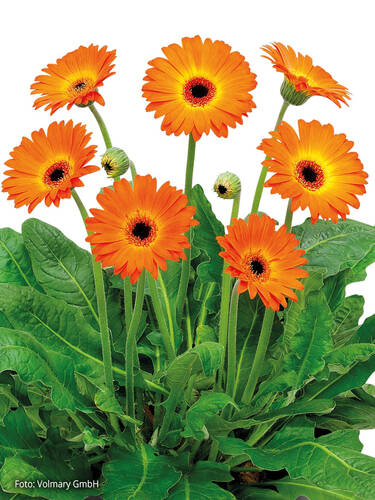 Hauptbild des Artikels "Gerbera Gervinea Sweet Sunset" aus der Kategorie "Blumen Jungpflanzen"