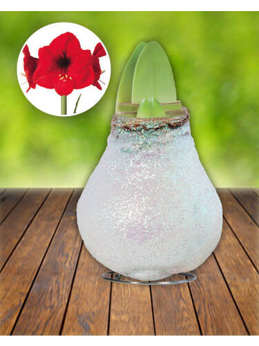 Hauptbild des Artikels "Gewachste Amaryllis Crystal White - Rote Blte"