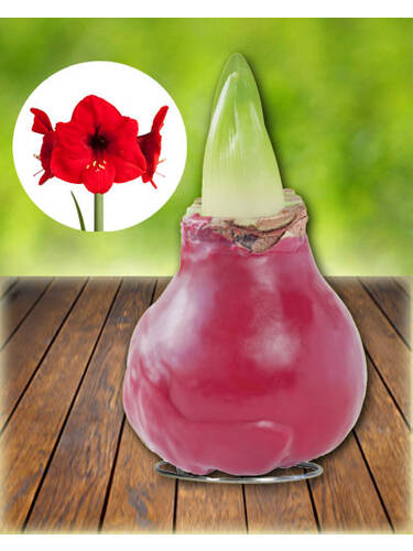 Gewachste Amaryllis Gloss Bordeaux Red - Rote Blte