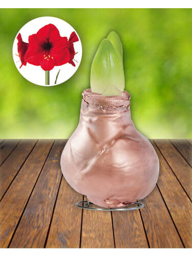Hauptbild des Artikels "Gewachste Amaryllis Gloss Copper - Rote Blte"