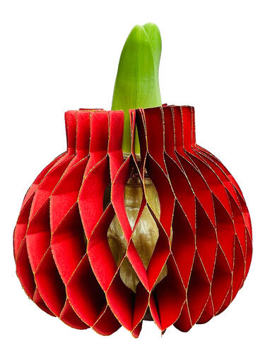 Hauptbild des Artikels "Gewachste Amaryllis Touch of Wax Jolie Red" (Bildbeschreibung ist in Arbeit)