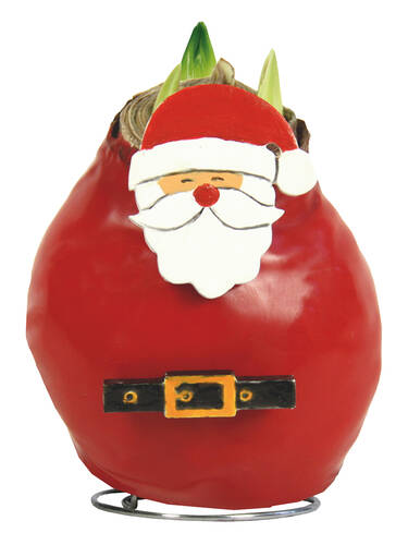 Hauptbild des Artikels "Gewachste Amaryllis Touch of Wax Lace XL Santa Claus" (Bildbeschreibung ist in Arbeit)