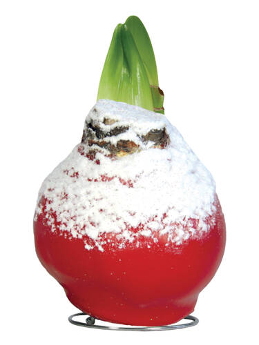 Hauptbild des Artikels "Gewachste Amaryllis Touch of Wax Snow Christmas Red"