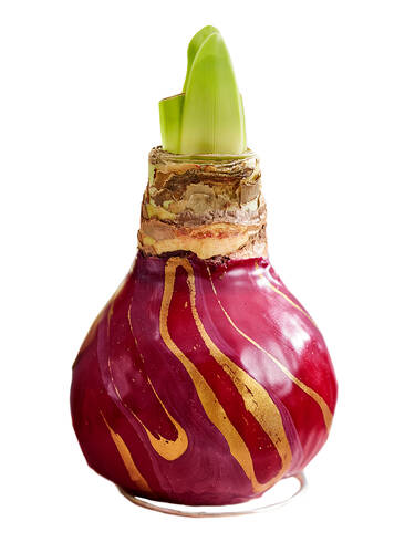 Hauptbild des Artikels "Gewachste Amaryllis Touch of Wax Swirl Red"