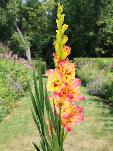 Blumenzwiebeln - Gladiole Mon Amour