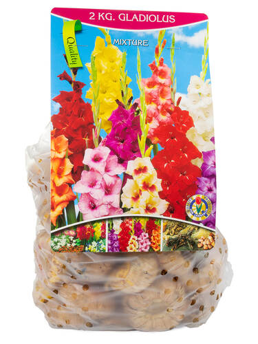 Hauptbild des Artikels "Gladiolen-Mischung 2kg"