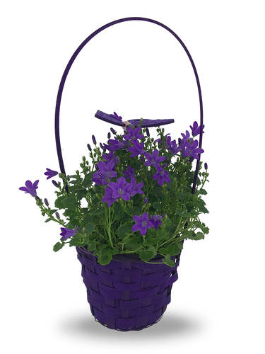 Hauptbild des Artikels "Glockenblume im Korb"