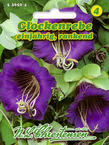 Hauptbild des Artikels "Glockenrebe" aus der Kategorie "Samen"