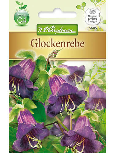 Hauptbild des Artikels "Glockenrebe" aus der Kategorie "Samen"