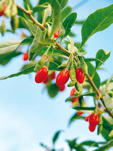 Hauptbild des Artikels "Gojibeere Sweet Lifeberry" aus der Kategorie "Obstgehlze"