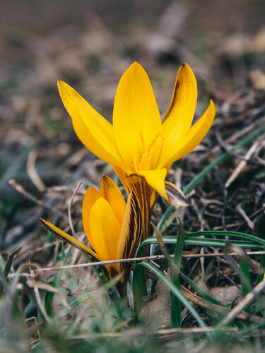 Hauptbild des Artikels "Goldbrokat-Krokus"