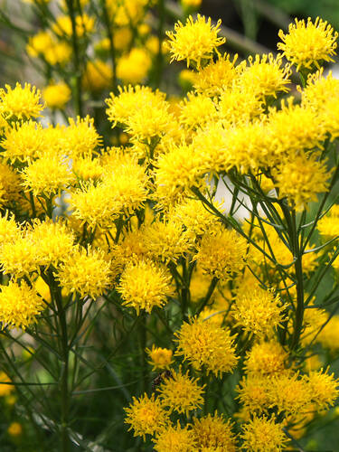Hauptbild des Artikels "Goldhaar-Aster" aus der Kategorie "Pflanzen"