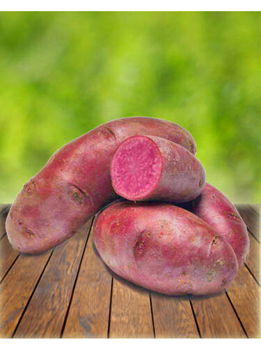 Pflanzgut - Gourmet-Kartoffel American Rose