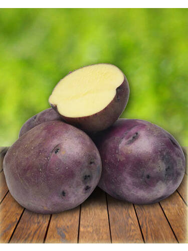Pflanzgut - Gourmet-Kartoffel Huckleberry Gold