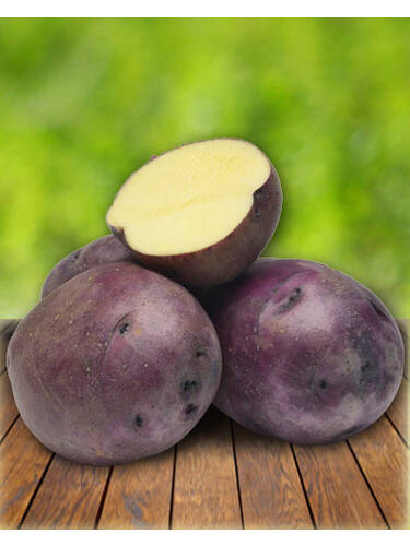 Hauptbild des Artikels "Gourmet-Kartoffel Huckleberry Gold" aus der Kategorie "Pflanzgut"