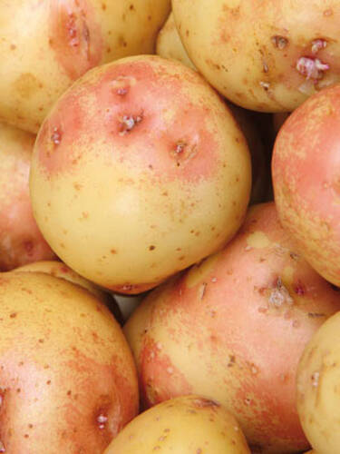Pflanzgut - Gourmet-Kartoffel King Edward