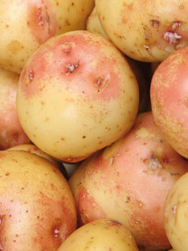 Hauptbild des Artikels "Gourmet-Kartoffel King Edward" aus der Kategorie "Pflanzgut"