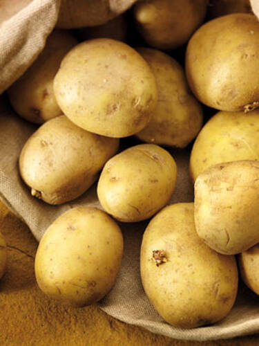 Pflanzgut - Gourmet-Kartoffel Maris Piper
