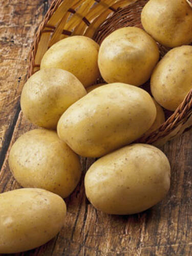 Hauptbild des Artikels "Gourmetkartoffel Charlotte" aus der Kategorie "Pflanzgut"