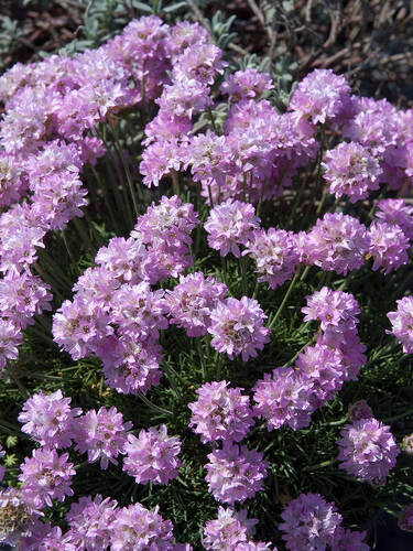 Hauptbild des Artikels "Grasnelke Bevan's Variety"