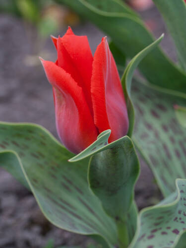 Hauptbild des Artikels "Greigii-Tulpe Oriental Beauty"