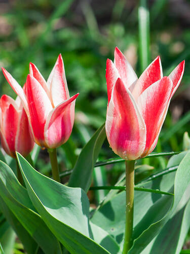 Hauptbild des Artikels "Greigii-Tulpe Pinocchio" (Bildbeschreibung ist in Arbeit)
