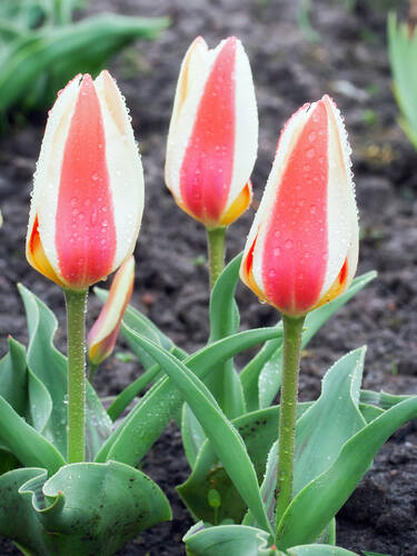 Blumenzwiebeln - Greigii-Tulpe Tarafa