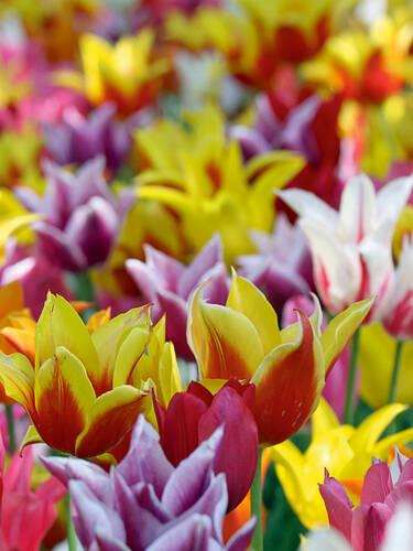 Hauptbild des Artikels "Greigii-Tulpen Regenbogen Mischung" aus der Kategorie "Blumenzwiebeln"