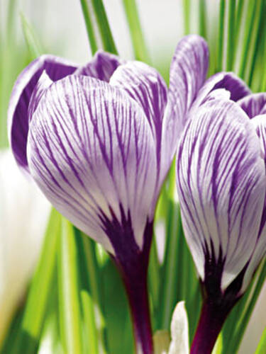 Hauptbild des Artikels "Grobltiger Krokus Pickwick"