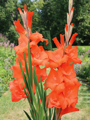 Blumenzwiebeln - Grobl. Gladiole Orange