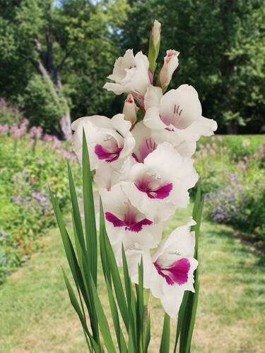 Hauptbild des Artikels "Groblumige Gladiole Amber Mystique"