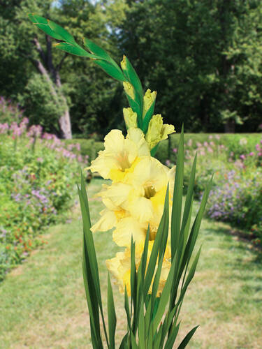 Hauptbild des Artikels "Groblumige Gladiole Banana Ice"