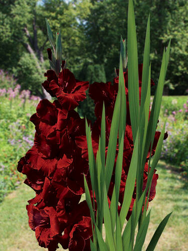 Blumenzwiebeln - Großblumige Gladiole Black Surprise