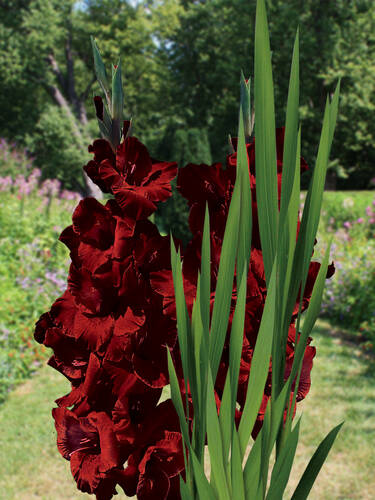 Groblumige Gladiole Black Surprise