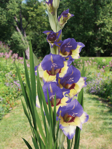 Hauptbild des Artikels "Groblumige Gladiole Circus Club"