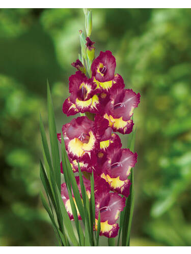 Hauptbild des Artikels "Groblumige Gladiole Dynamite"