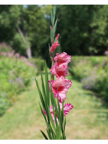 Groblumige Gladiole Greyhound