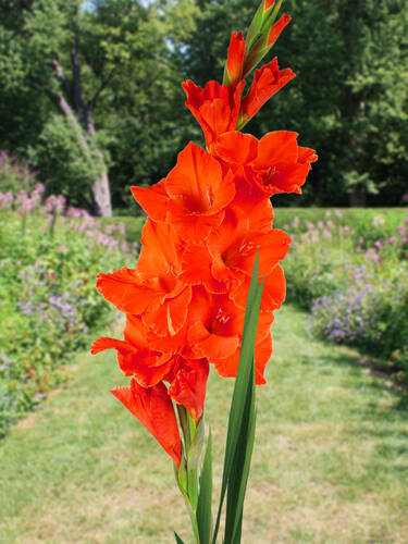 Hauptbild des Artikels "Groblumige Gladiole Hunting Song" aus der Kategorie "Blumenzwiebeln"