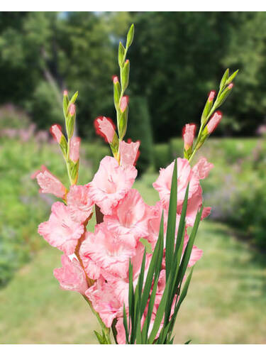 Hauptbild des Artikels "Groblumige Gladiole Krasnodar"