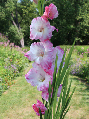 Hauptbild des Artikels "Groblumige Gladiole My Love" aus der Kategorie "Blumenzwiebeln"