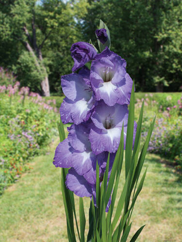 Hauptbild des Artikels "Groblumige Gladiole Nori"