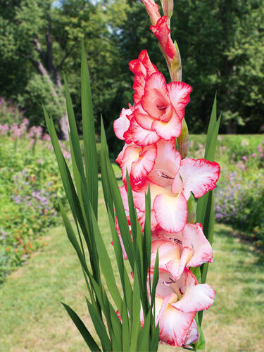 Hauptbild des Artikels "Groblumige Gladiole Pink Lady" aus der Kategorie "Blumenzwiebeln"