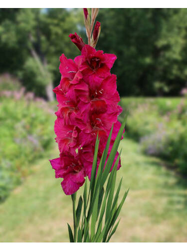 Hauptbild des Artikels "Groblumige Gladiole Plum Tart" aus der Kategorie "Blumenzwiebeln"