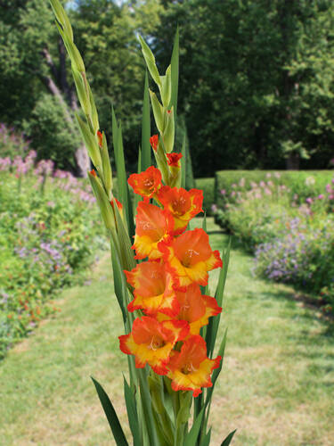 Hauptbild des Artikels "Groblumige Gladiole Princess Margaret Rose"