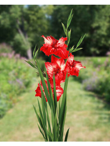 Hauptbild des Artikels "Groblumige Gladiole Ram Bam"