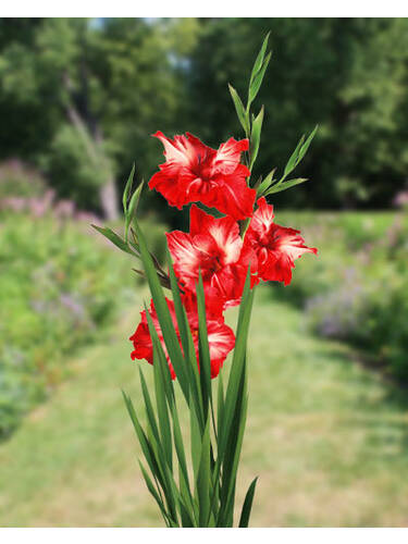 Groblumige Gladiole Ram Bam