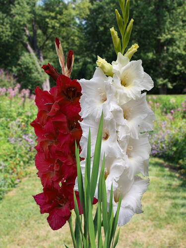 Groblumige Gladiole Rot-Wei-Mix