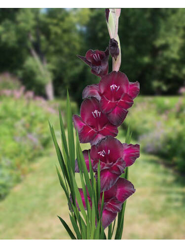 Hauptbild des Artikels "Gro�blumige Gladiole Shaka Zulu" (Bildbeschreibung ist in Arbeit)